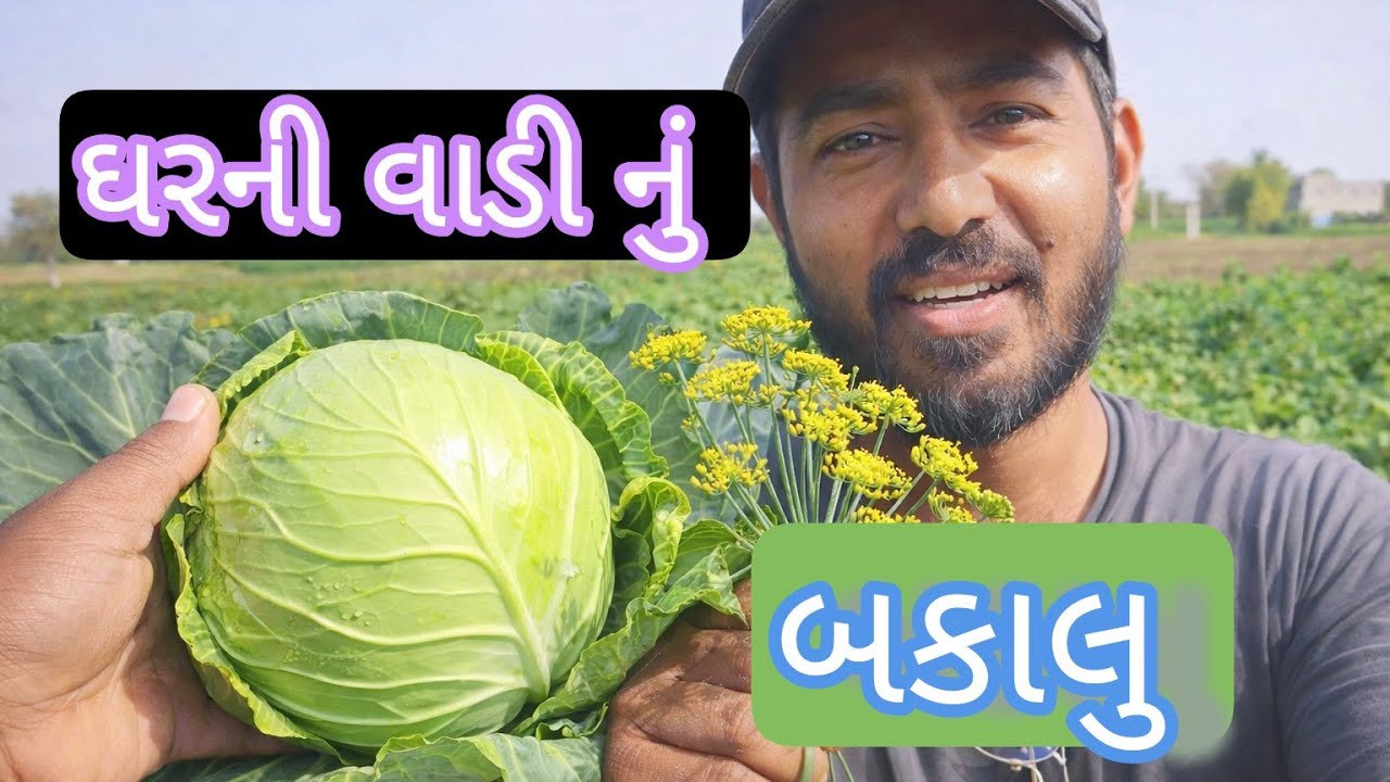 લીલી વાડી નું તાજુ બકાલુ #bakalu #શાક ભાજી 