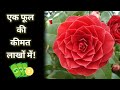 एक फूल की कीमत लाखों में! । Rare Flowers । Middle Mist Red