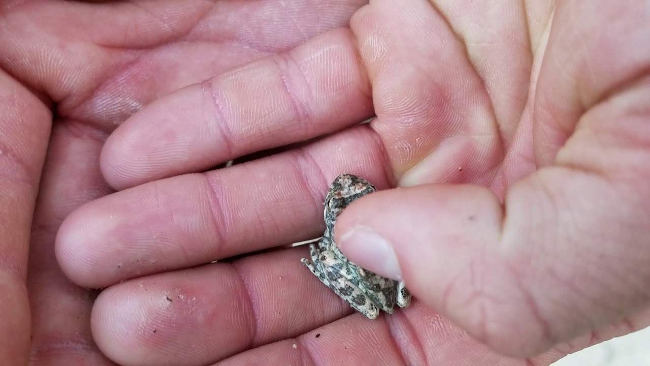 Catching a California Tree Frog Barehanded