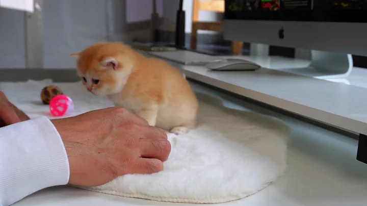Video 8463391: british shorthair kittens eating, british shorthair kitten first, kitten eating food