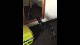 Manchester terrier.Funny dog videos 2015 try not to laugh.Dog very funny playing.