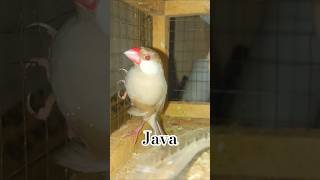 Beautiful Java Bird | Finches | #birds #4k #albino #lovebirds #parrot #cute #mewing #fairywings
