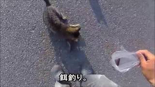 【ネコ好き】ベラしか釣れんけん猫におすそ分け！！