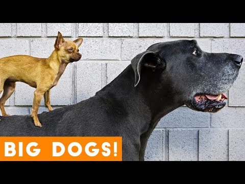 Ultimate Big Dog Compilation May 2018 | Funny Pet Videos
