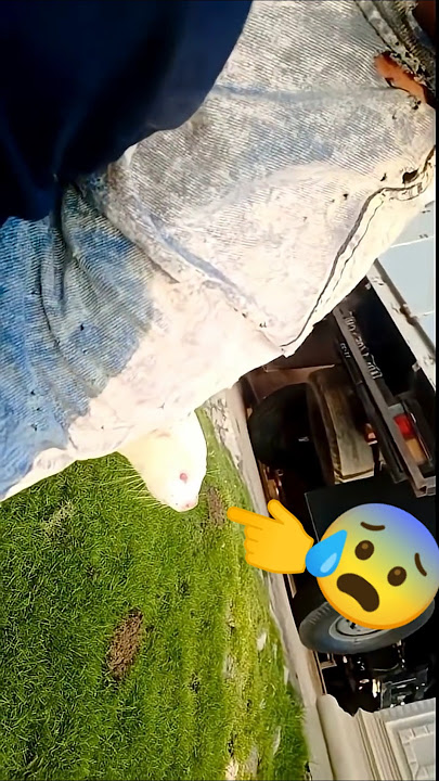 berjemur dulu biar sehat 🥰🦦 #fypyoutube #subscribe #otter #animals