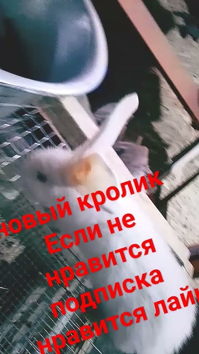 новый кролик - YouTube