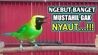 SUARA PANCINGAN CUCAK RANTING BAHAR GACOR SUARANYA NGEBUTT...