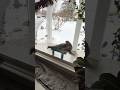 Squirrel King of the Bird Feeder #subscribe #trending #cat #funny #cuteanimal #wildlife #viral #pet