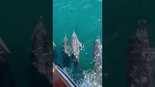 Dolphin Tours Gulf Shores Alabama