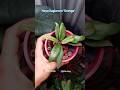 Hoya ilagiorum orange - hoya 02#hoyacommunity #hoyailagiorum #hoyaplantlover