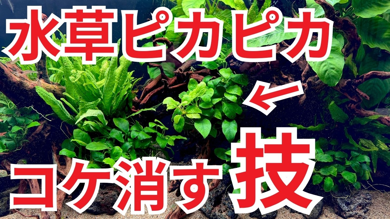 【知らないと損します】アヌビアスナナ、コケが付くなら”この2つ