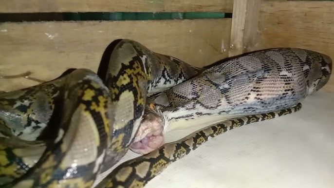 Hind malikasi keyin mushtini mushukiga soladi Anal porno jinsiy aloqa katta eshakli yoga ona bilan