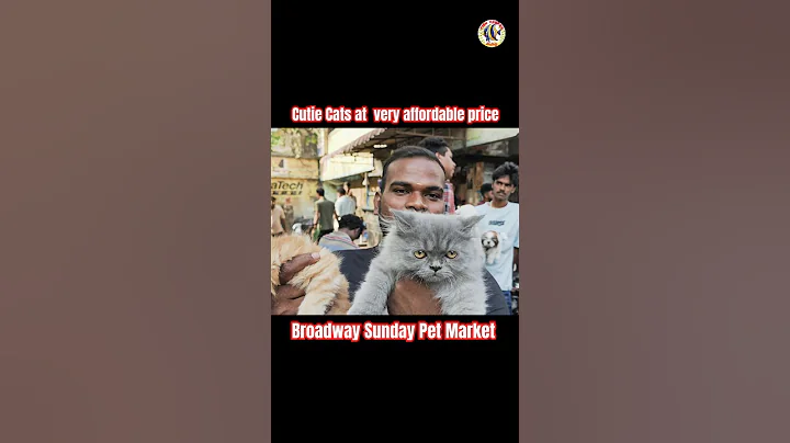 Watch the video about Cutie Persian cats at very affordable price| Broadway Sunday market | #broadwaypetmarket #cat #cats