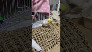 왕관앵무 피요 아구이뻐 #shorts #parrot #앵무새 #왕관앵무 #parrots #앵집사 #pet #cockatiel