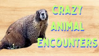 Crazy Animal Encounters!