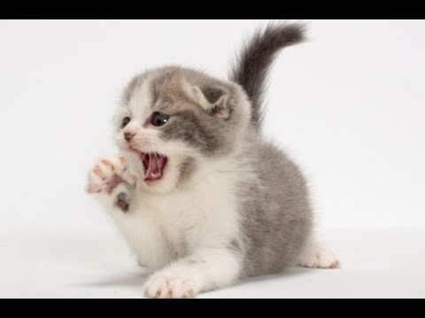 Kelucuan ANAK KUCING PERSIA MEDIUM KETIKA BERUMUR 21 Hari ...