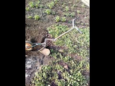 Ручной окучник для картофеля. - YouTube