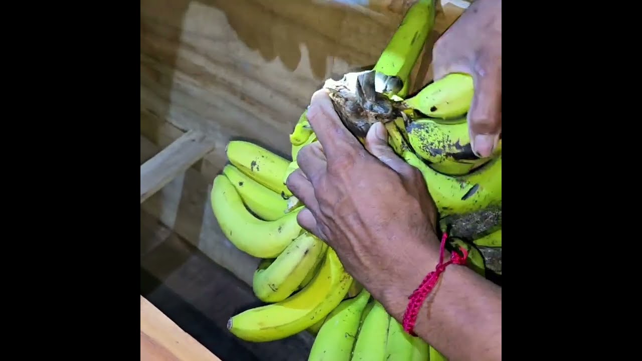 Lần đầu tiên thấy để chuối vào quang tài 