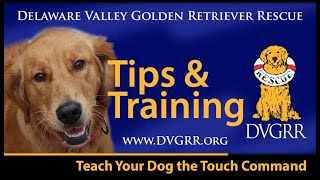 DVGRR Teach Your Dog the Touch Command