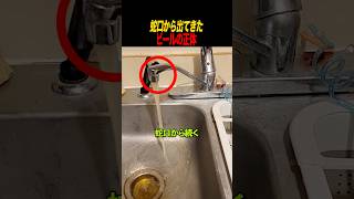 蛇口から出てきたビールの正体