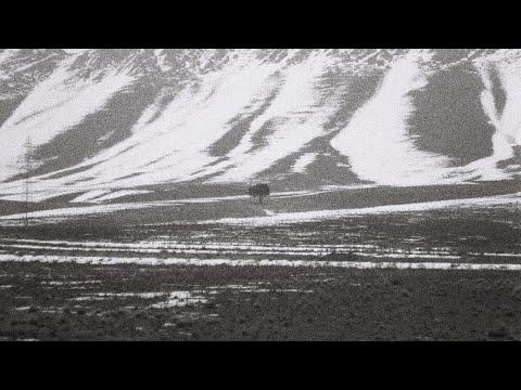 درخت تنهای عباس کیارستمی دماوند ایران تک درخت عباس کیارستمی دماوند ایران