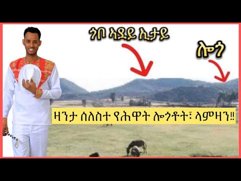 ዛንታ ሰለስተ የሕዋት ሎጎቶት፣ ላምዛን!!