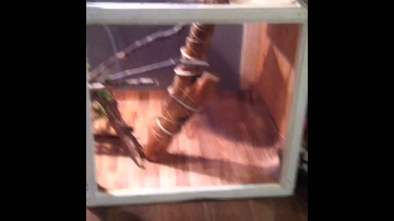 green iguana diet Green iguana enclosure