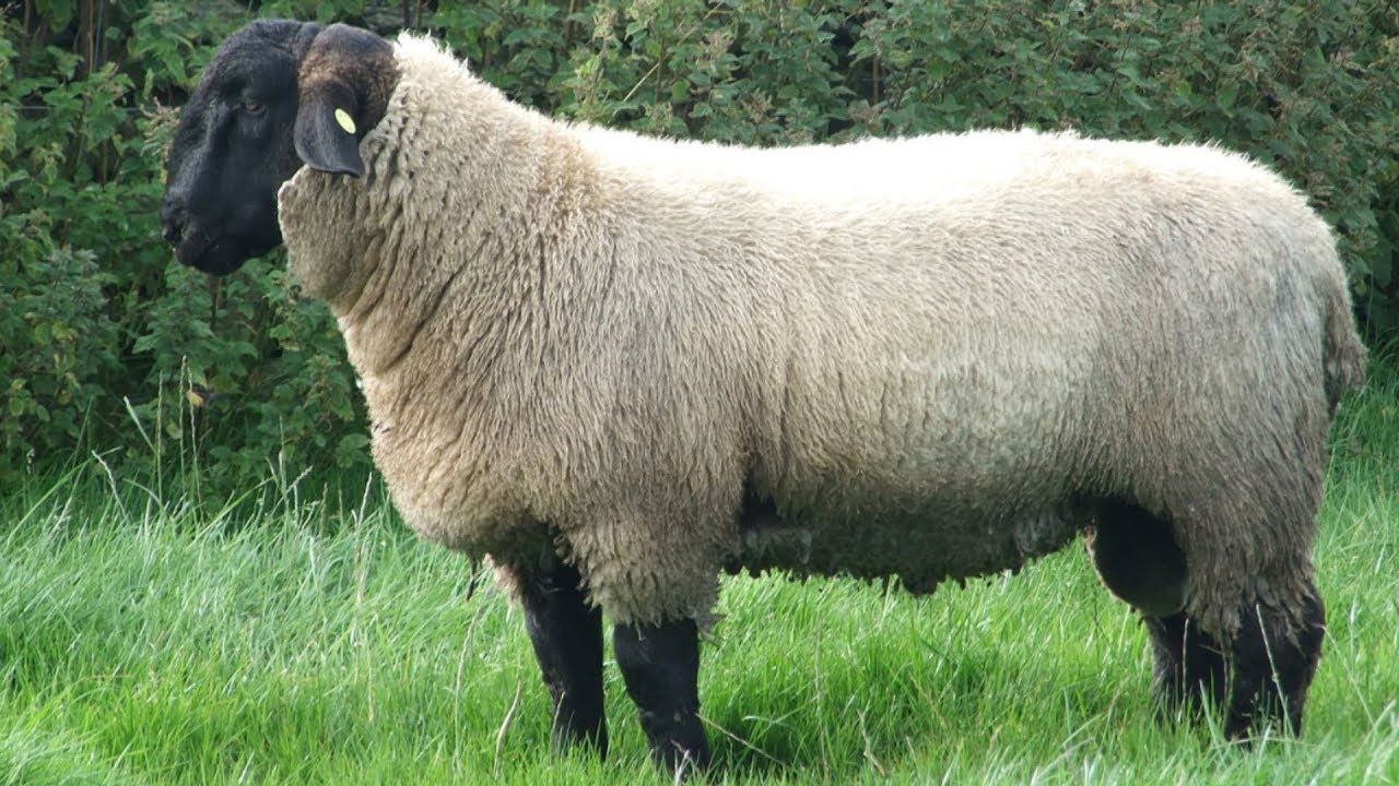 Suffolk Sheep Large Meat Producers YouTube