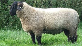 Suffolk Sheep | Large Meat Producers