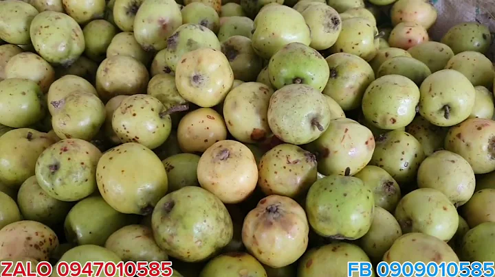 TÁO MÈO TƯƠI LOẠI CHỌN ĐẦU MÙA 2025 GIÁ BAO 1KG ?