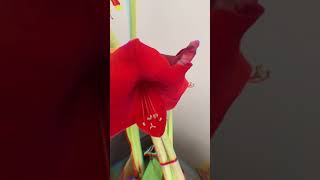 Como Polinizar #Amaryllis - #Azucena