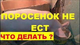 ПОРОСЕНОК НЕ ЕСТ, ЧТО ДЕЛАТЬ ?