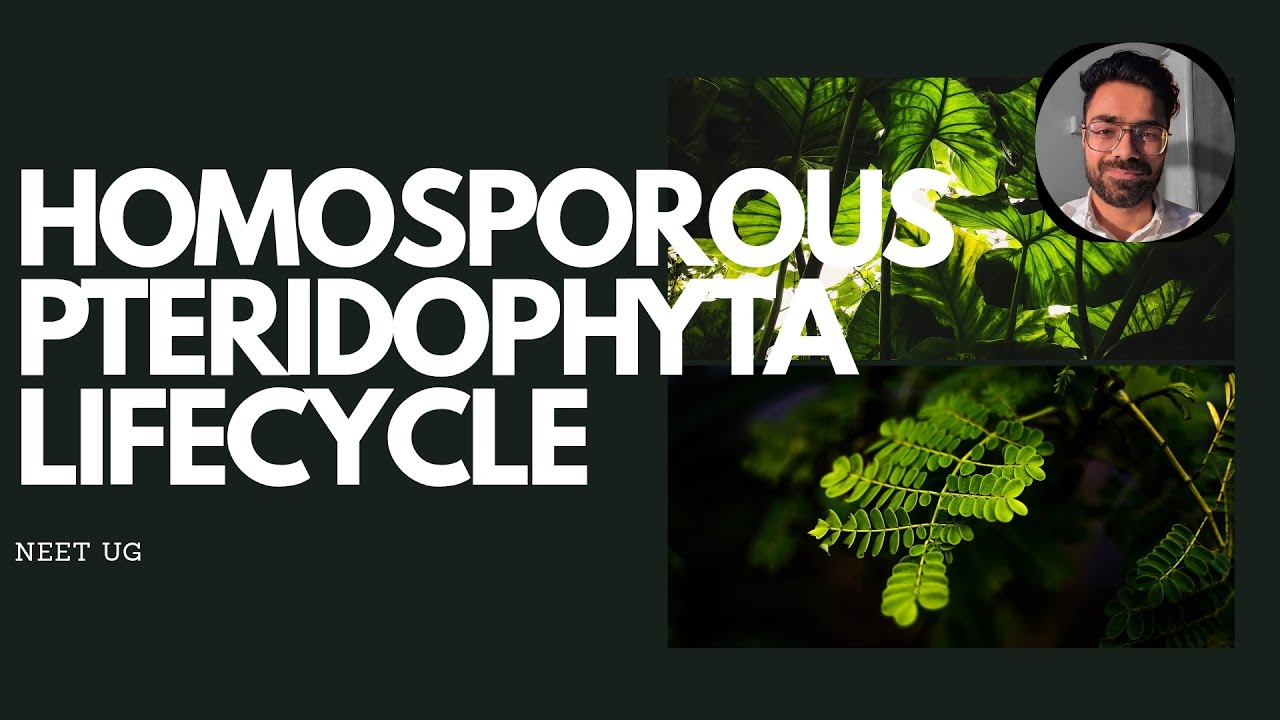 Part 1 Homosporus life cycle of Pteridophyta.