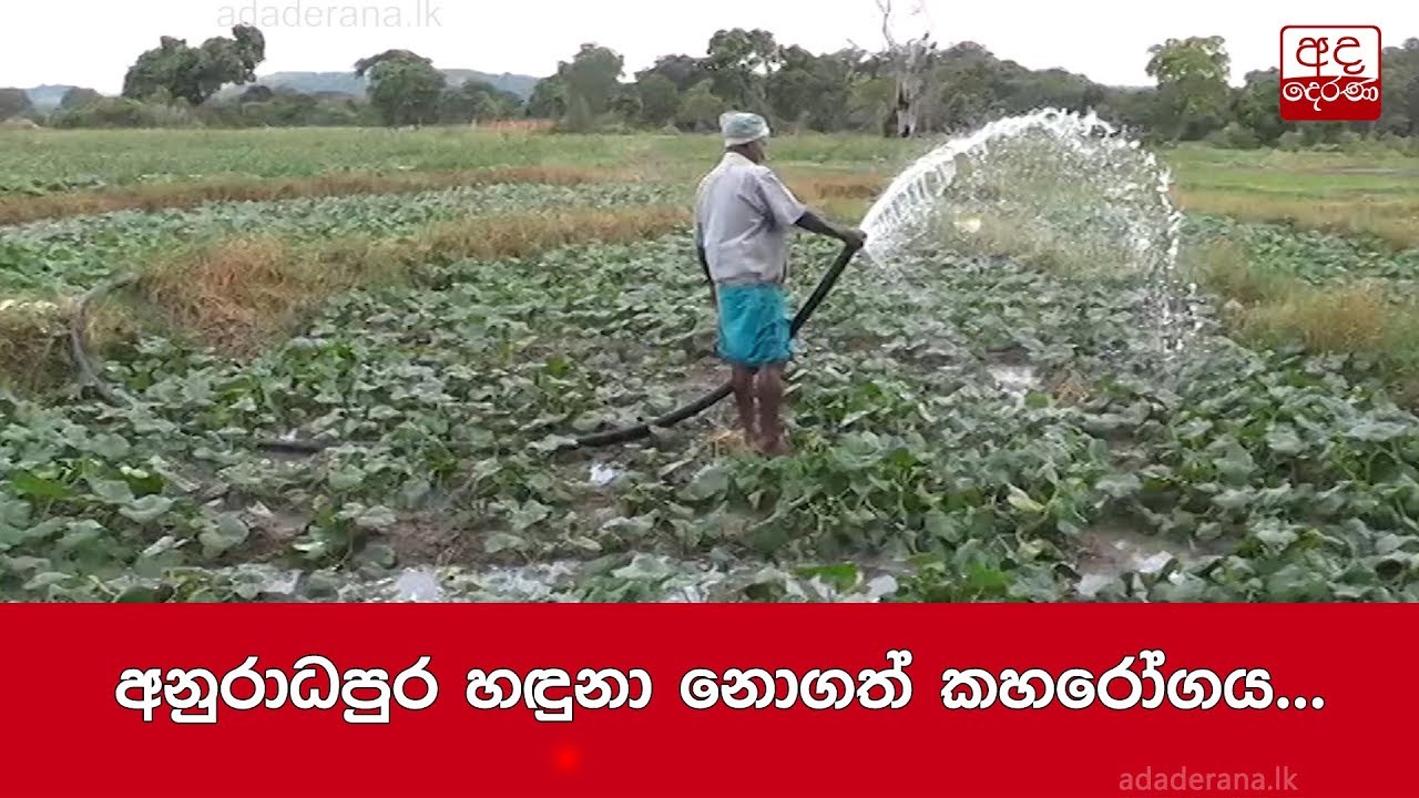 breaking free අනුරාධපුර හඳුනා නොගත් කහරෝගය...