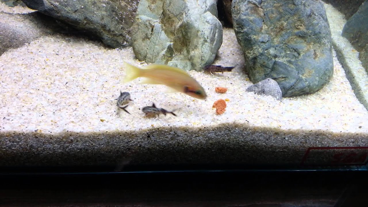 synodontis petricola feeding