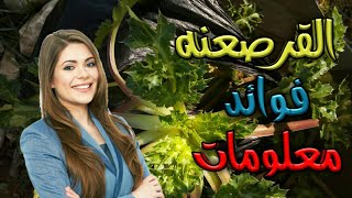 فوائد القرص عنه معلومات مهمة عن القرصعنه