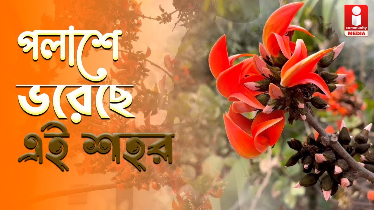 Palash flower Blooming in Berhampore: পুরুলিয়া নয়! বসন্তে পলাশের আগমন এ শহরেই