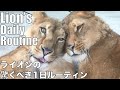 ライオンの驚くべき１日ルーティン【Lion's Daily Routine】