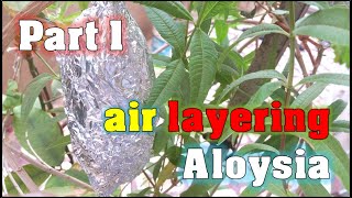 ترقيد الهوائي للويزة تيزانة / air layering Aloysia citriodora