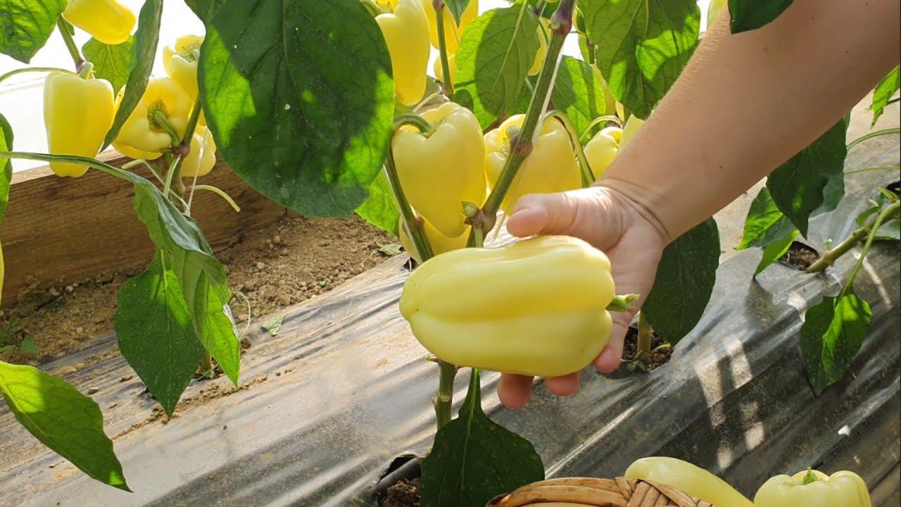 Мой способ выращивания перца - как получить здоровые растения и богатый урожай
