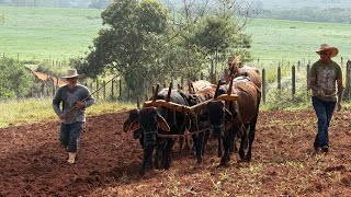 Boiadinha castanha começando na aração de terra