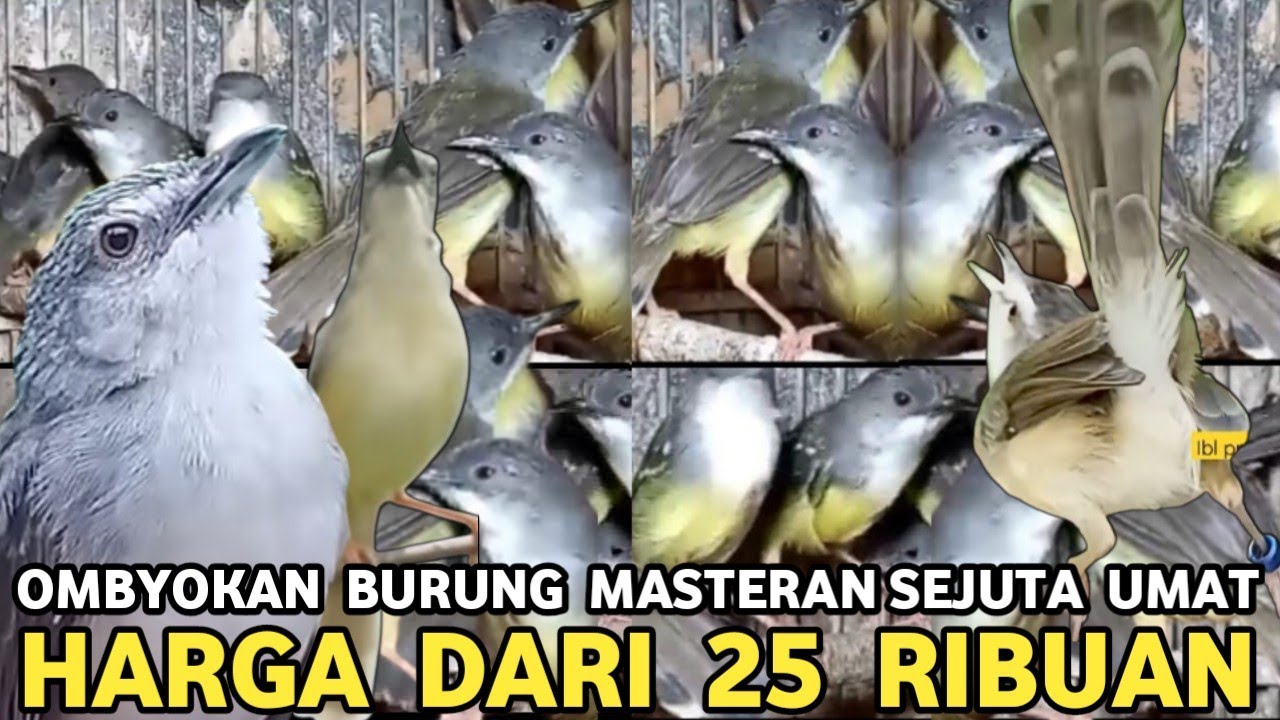 CIBELK !!! OMBYOKAN BURUNG MASTERAN MEWAH HARGA DARI 25 RIBUAN DI PASAR BURUNG PRAMUKA 