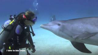 Shark Vs Dolphin