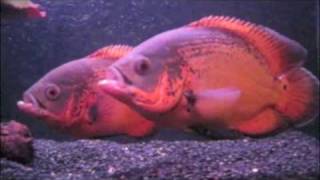 Download Lagu Two Oscar Fish and Green Terror (Time Lapse)