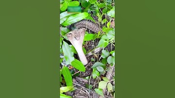 Cách Bắt Rắn Độc Ngu Người Của Thanh Niên