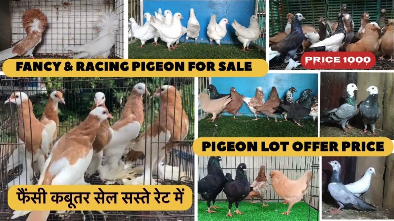 Fancy pigeon For sale Modina Powter Racing kabutar sale 😍फैंसी कबूतर लॉट सेल 🕊️सस्ते रेट में 🤑