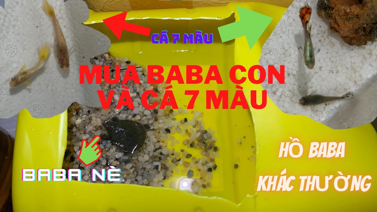 Mua thêm cá 7 màu, baba con về tập nuôi 