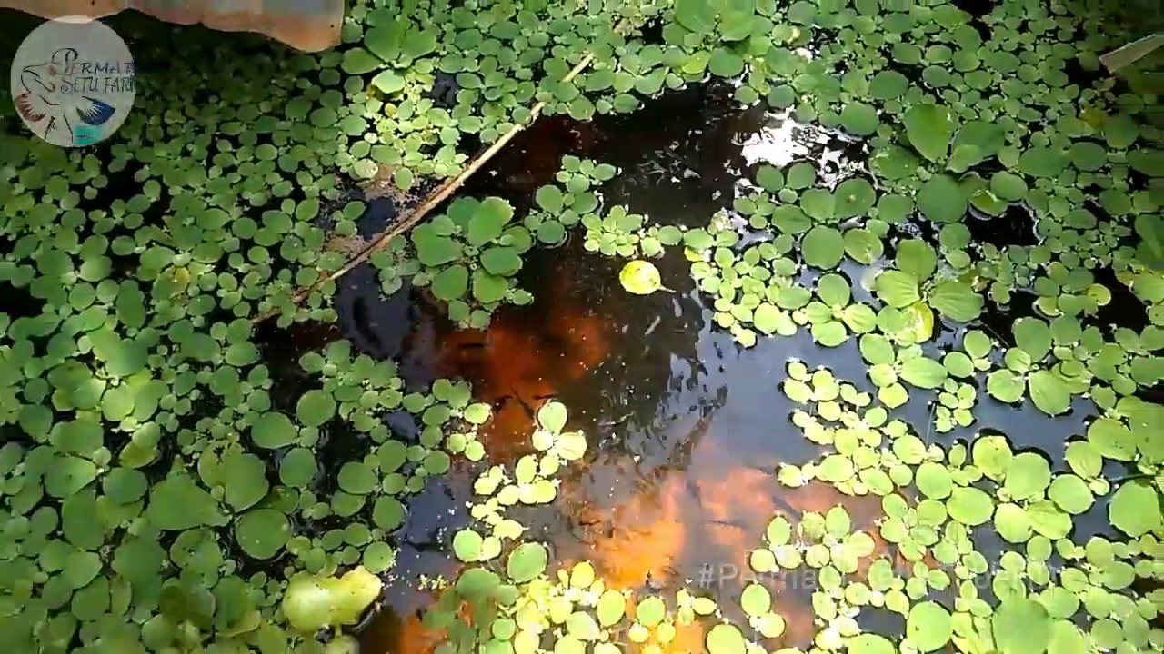Cara Ternak Ikan Guppy Di Aqwrium Dan Di Kolam Terpal