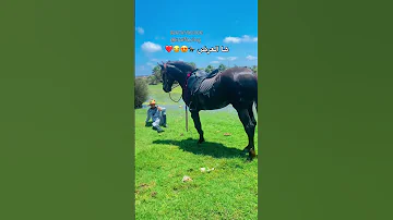 نبغي الكعدا تاع لرض ومكابلني العرض ماكاين ماحسن من هد الكعدا مع الخيول Horse اهميه خيل Tbourida 