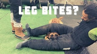 Giving Trunks One of His First Leg Bites | Grassroots K9